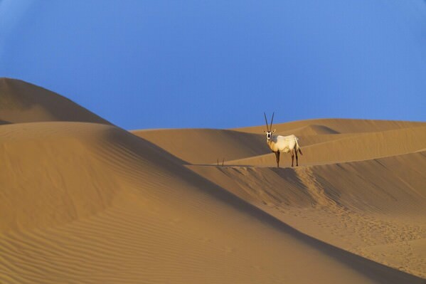 Photograph Mohammadramin Zia Lonely Oryx on One Eyeland