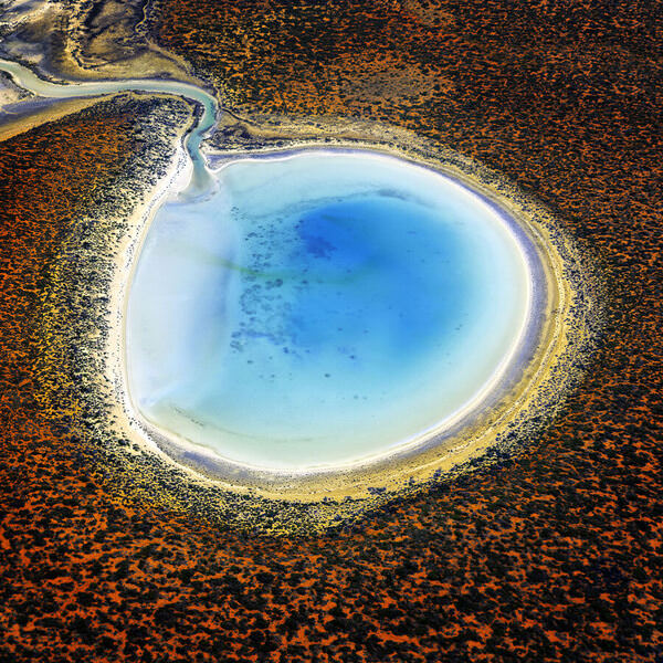 Photograph Graham Earnshaw Blue Taddy on One Eyeland