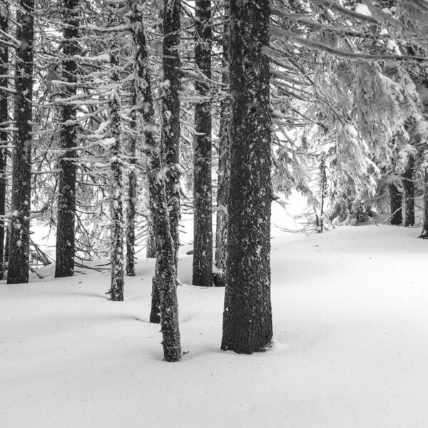 Photograph Tatiana Biriukova Winter Forest on One Eyeland