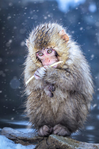 Photograph Vu Quan Snow Monkey on One Eyeland