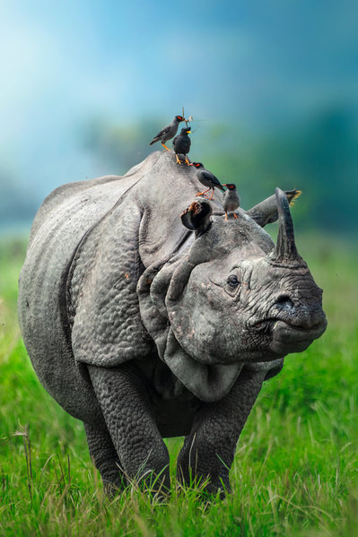 Photograph Jayanta Guha One Horned Rhino on One Eyeland