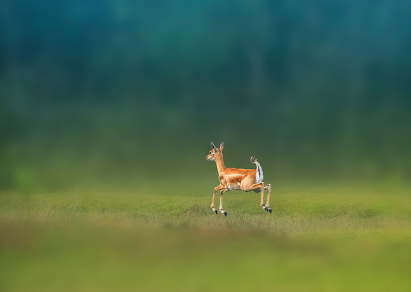 Photograph Jayanta Guha Blackbuck Jump on One Eyeland