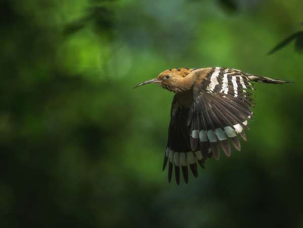 Photograph Stefano Caccia A Couple Of Wings on One Eyeland