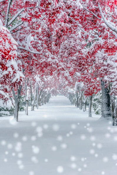 Photograph Yuusei Nagahata Snow Autumn Leaves on One Eyeland
