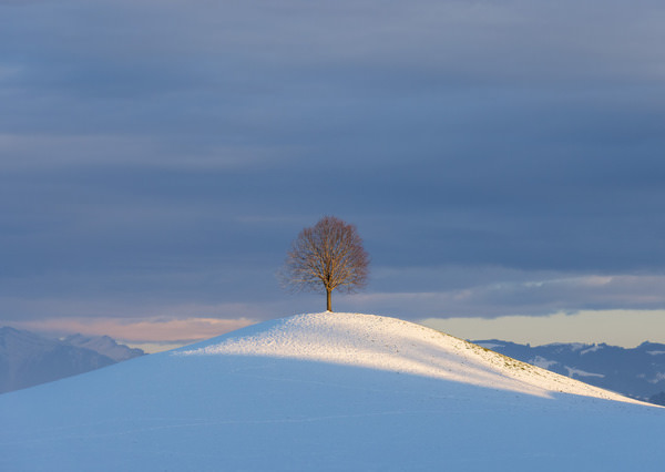 Photograph Matteo Rolfi The Tree Of Life on One Eyeland