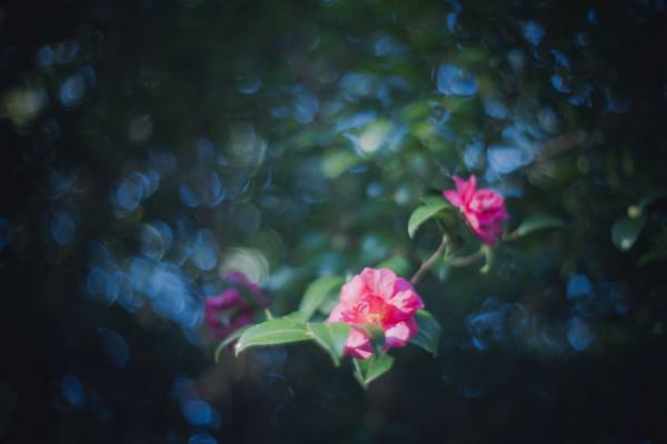 Photograph T Nefeltary Flowers on One Eyeland