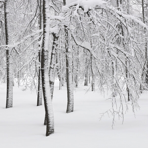 Photograph Tatiana Biriukova White Winter Forest on One Eyeland