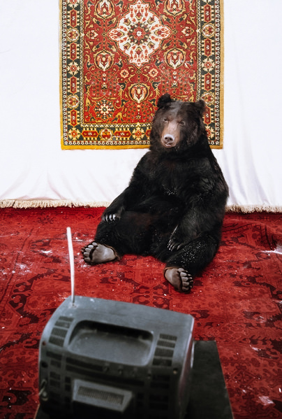 Photograph Olga Burmistrova Retired Circus Bear on One Eyeland