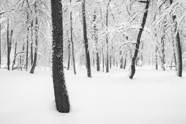 Photograph Evgeny Ivanov Forest In Winter on One Eyeland