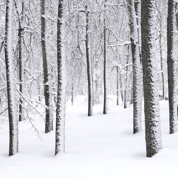 Photograph Tatiana Biriukova White Winter Forest on One Eyeland