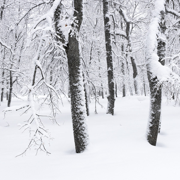 Photograph Tatiana Biriukova White Snowy Forest on One Eyeland