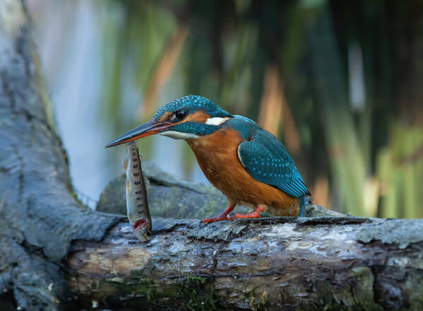 Photograph Stefano Caccia The Queenfisher on One Eyeland
