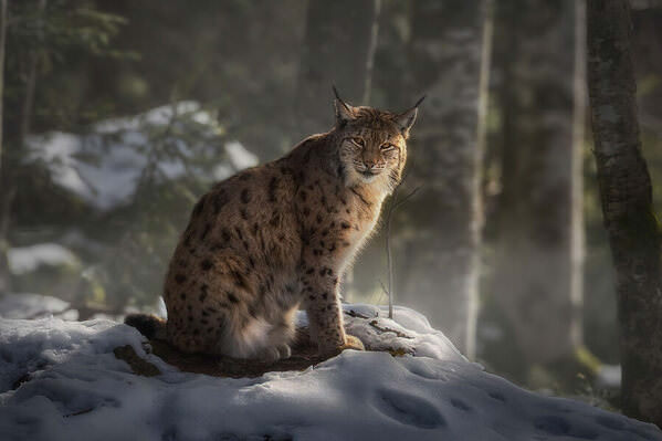 Photograph Stefano Caccia Maculated on One Eyeland
