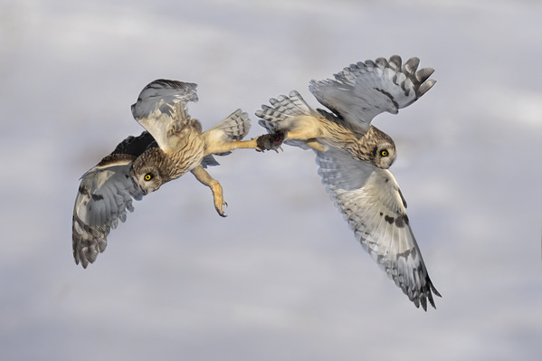Photograph Tin Sang Chan Short Eared Owl Fighting on One Eyeland