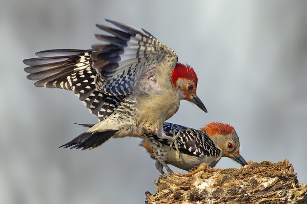 Photograph Tin Sang Chan Red Bellied Woodpecker on One Eyeland