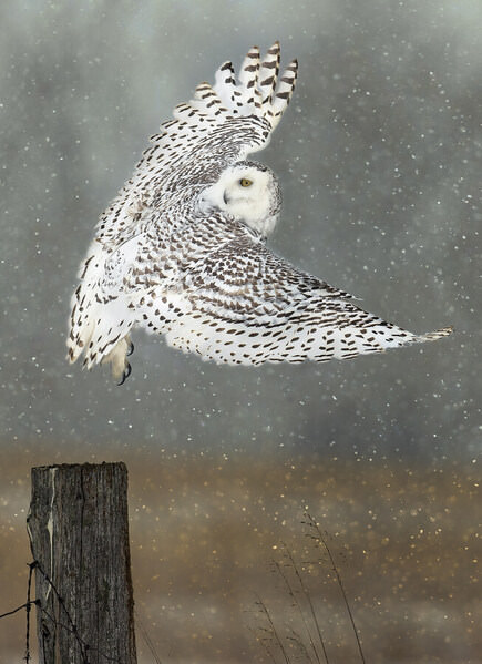 Photograph Tin Sang Chan Snowy Owl Taking Off on One Eyeland