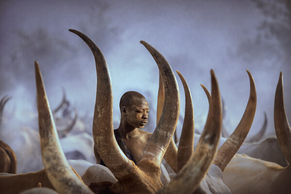 Photograph Svetlin Yosifov Mundari S Cow on One Eyeland