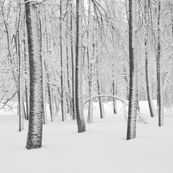 Photograph Tatiana Biriukova White Winter Forest on One Eyeland