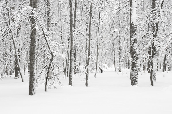 Photograph Tatiana Biriukova White Winter Forest on One Eyeland