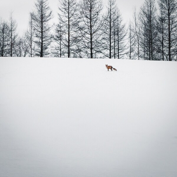 Photograph Kazuyuki Toriumi Red Fox on One Eyeland