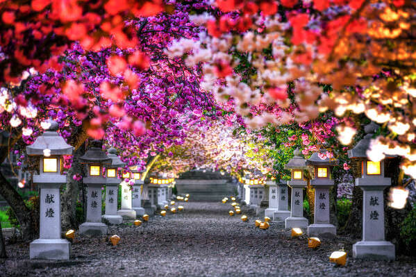 Photograph Naoya Yoshida Cherry Blossom Approach on One Eyeland