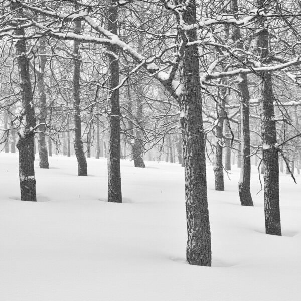 Photograph Evgeny Ivanov Winter Has Come on One Eyeland
