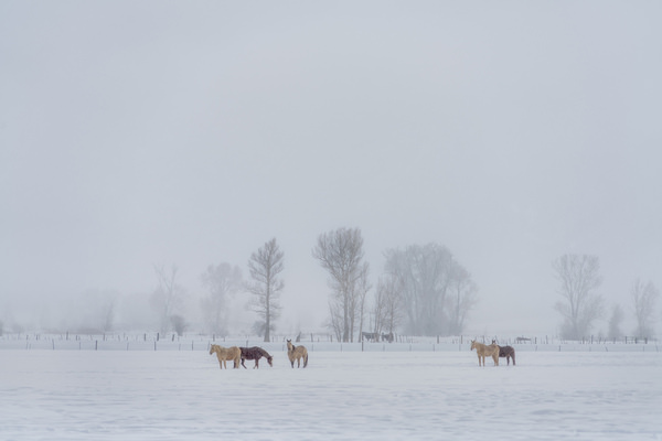 Photograph Graham Earnshaw A Day Out on One Eyeland