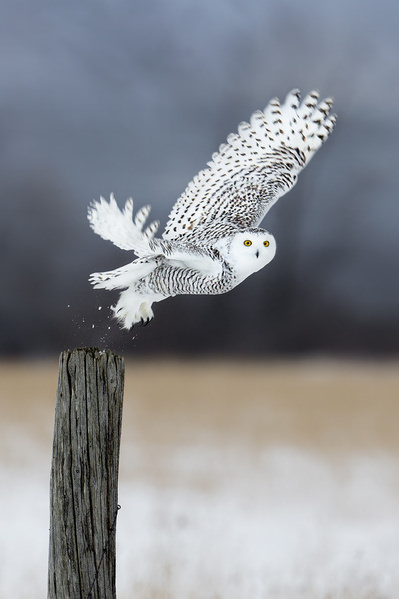 Photograph Tin Sang Chan Snowy Owl on One Eyeland