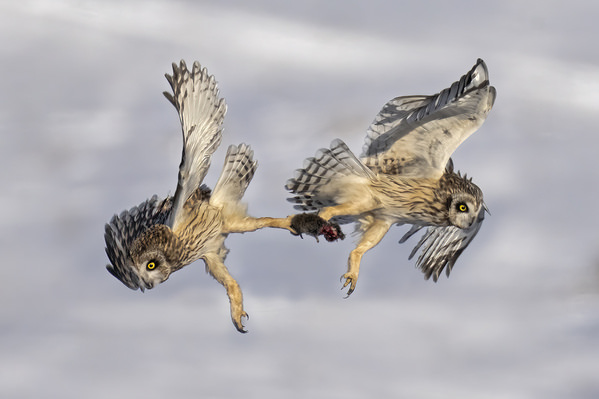 Photograph Tin Sang Chan Short Eared Owl Fighting For Vole on One Eyeland