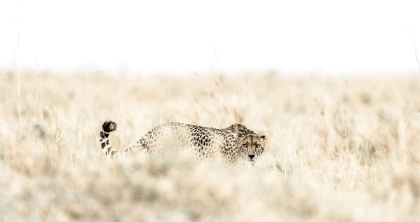 Photograph Drew Butterwick Cheetah In Hunt Pose on One Eyeland