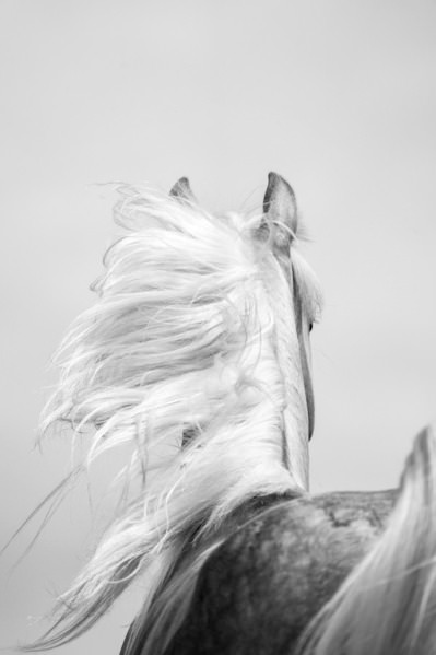 Photograph Tony Mendes Wind Horse on One Eyeland