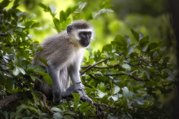 Photograph Anton Guyt Vervet Monkey on One Eyeland