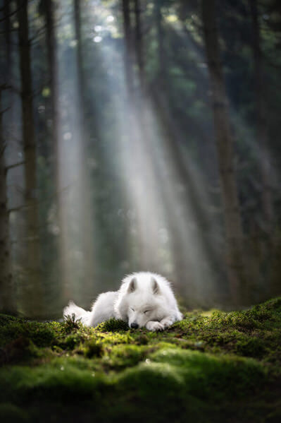 Photograph Fleur Scholte Sweet Dreams on One Eyeland
