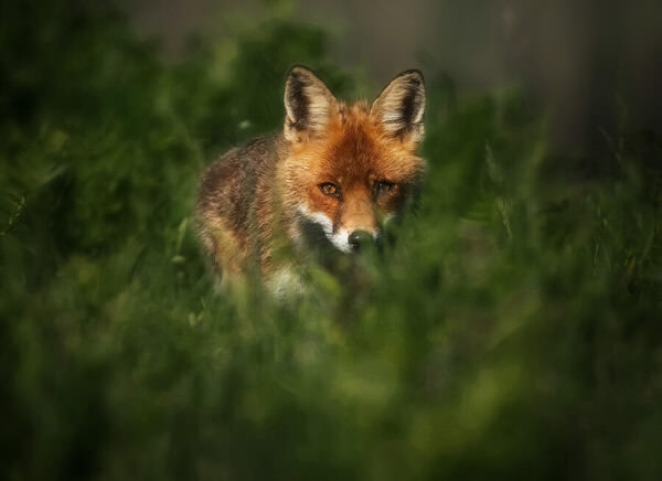 Photograph Stefano Caccia Foxey Lady on One Eyeland