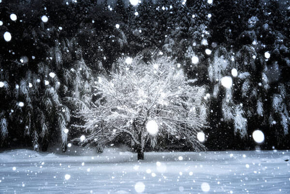 Photograph Naoya Yoshida Full Bloom on One Eyeland