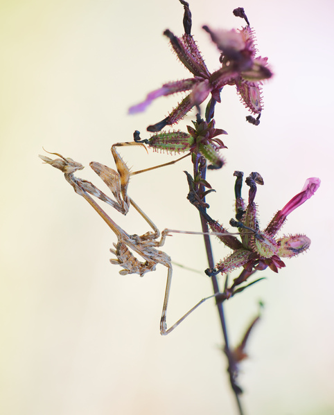 Photograph Panagiotis Dalagiorgos The Florist on One Eyeland