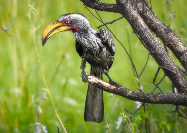 Photograph Anton Guyt Southern Yellow Billed Hornbill on One Eyeland