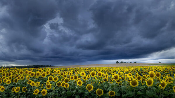 Photograph Marc Barthelemy Sunflowers on One Eyeland