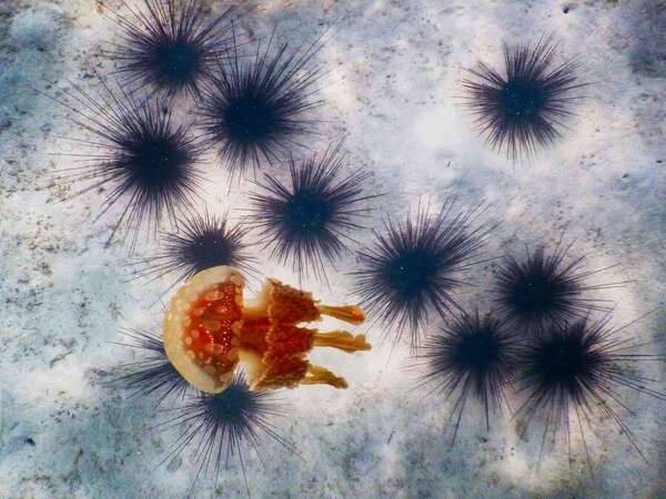 Photograph Andrzej Bochenski Jellyfish on One Eyeland