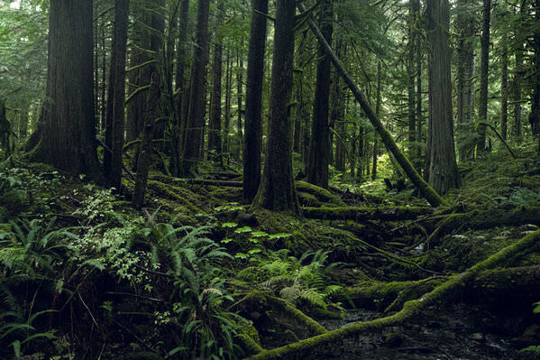 Photograph Patrick Curtet Green 2 on One Eyeland