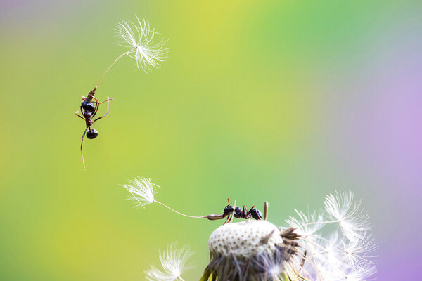 Photograph Fabio Sartori Airway For Ants on One Eyeland
