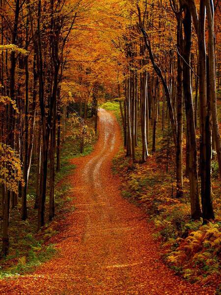 Photograph Wiktor Baron Route In  Forest on One Eyeland