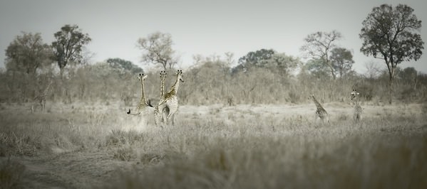 Photograph Alan Kai Running Free on One Eyeland