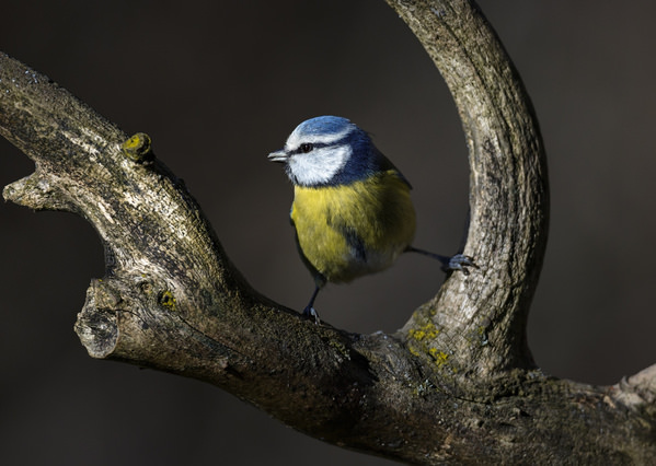 Photograph Stefano Caccia El Grinta on One Eyeland