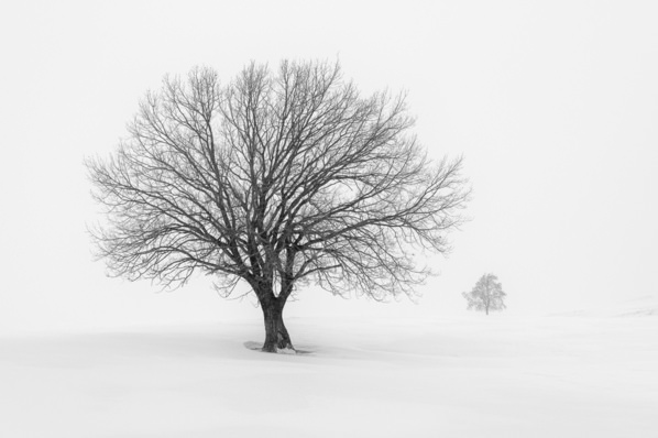 Photograph Evgeny Ivanov Oak And Birch on One Eyeland