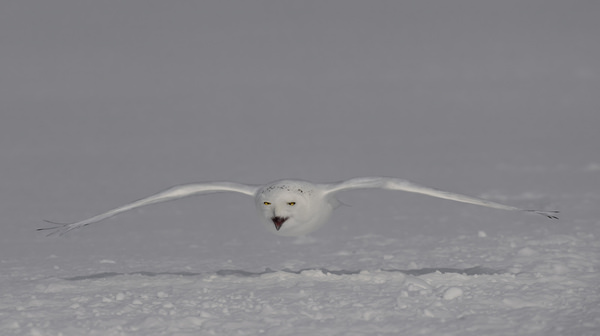 Photograph Tin Sang Chan Snowy Owl Calling on One Eyeland