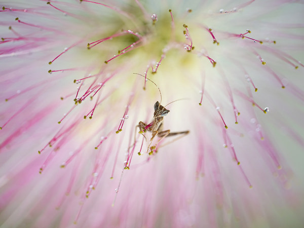 Photograph Fabio Sartori Intruso on One Eyeland
