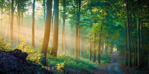 Photograph Martin Wasilewski Forest Stroll on One Eyeland