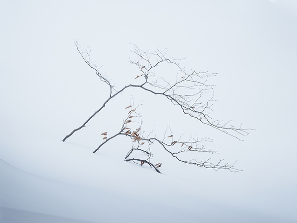 Photograph Vu Quan Branch And Snow on One Eyeland