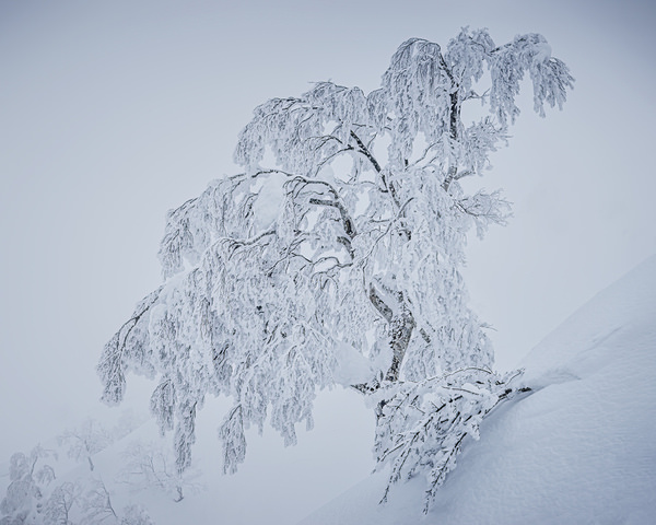 Photograph Vu Quan Snow Tree on One Eyeland